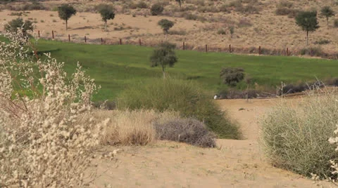 India Rajasthan Manvar irrigated plot in Thar desert landscape  Stock Footage 24590155