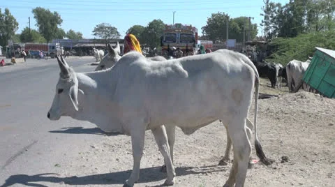India Rajasthan roadside white bull and woman with stick zoom out 7 Stock Footage 24560341
