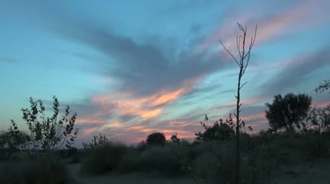India Rajasthan Thar desert sunset spidery branch silhouette 1 Stock Footage 24592541