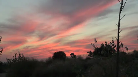 India Rajasthan Thar desert sunset red clouds outline plants 2 Stock Footage 24592795