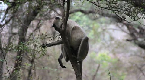 India Ranthambhore safari monkey Stock Footage 24641755
