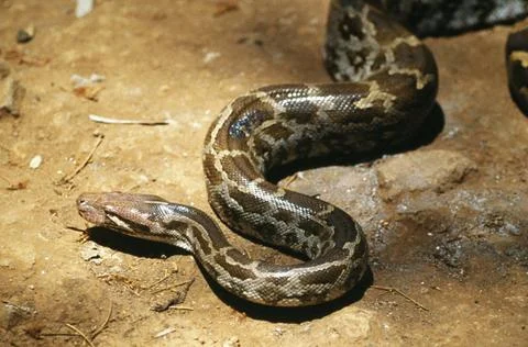 India rock python (python molurus), india Copyright: xSatishxParashar/Dino... Photos