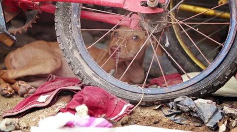 India slum dog Stock Footage 63556274