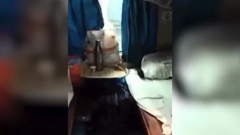 India: Snake found in Vasco-da-Gama Express’s AC coach in India, railway aut... Stock Footage 289174774