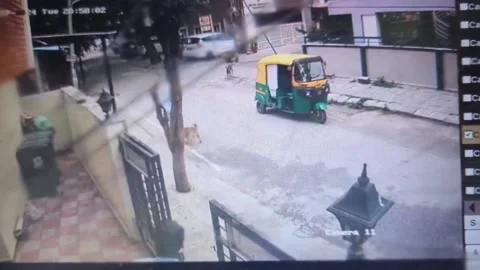 India: Stray dog attacks raise alarms in southern India: woman bitten fatall... Stock Footage 283093508