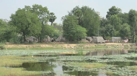 India Tamil Nadu plants float on tank and village Stock Footage 23969577