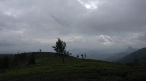 India Tea Plantation Mountainside Stock-Footage 62449062