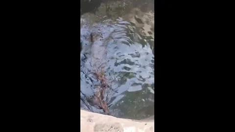 India: Two Deer Rescued Alive From Open Well in Gujarats Gir Somnath Aft... Stock Footage 336264522