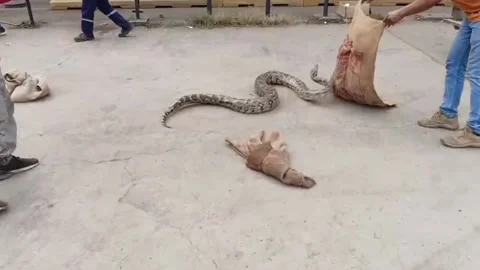 India: Two pythons caught, safely released after unsettling villagers Video stock 296503832