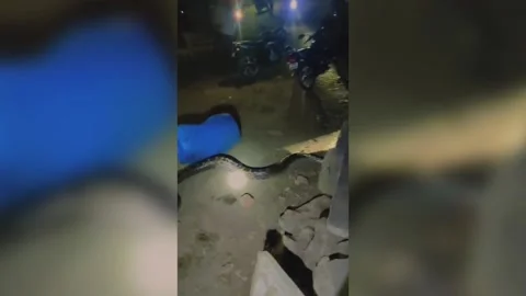 India: Update: Python spotted near temple in central India sparks panic a... Stockbeeldmateriaal 290520605