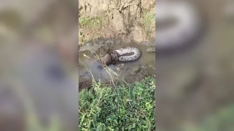 India: Villagers spot python in drain as it preys on jackal in central India Stock Footage 288988944
