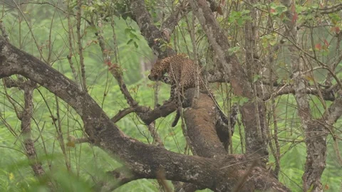 India wildlife, leopard on the tree in the forest. Indian leopard, Panthera pard Stock Footage 268731534