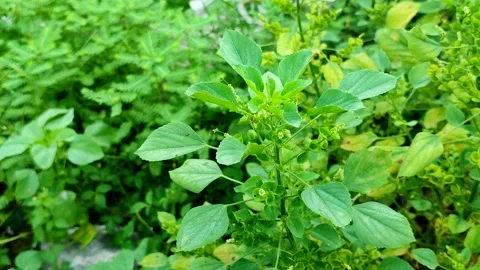 Indian acalypha or Indian copperleaf or Indian mercury (Acalypha indica) Stock Footage 322149306