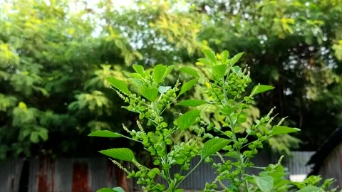Indian acalypha or Indian copperleaf or Indian mercury (Acalypha indica) Stock Footage 322149349