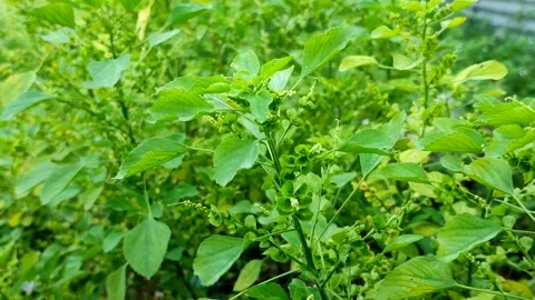 Indian acalypha or Indian copperleaf or Indian mercury (Acalypha indica) Stock Footage 322149357