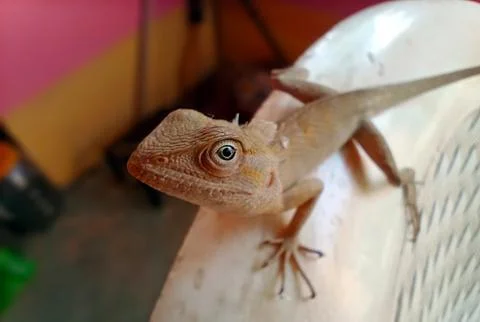 INDIAN AGAMA Stock Photos