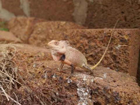 INDIAN AGAMA Stock Photos