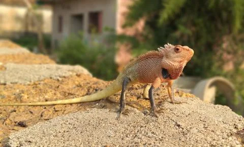INDIAN AGAMA Stock Photos