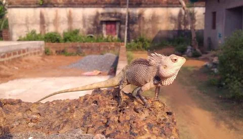 INDIAN AGAMA Stock Photos