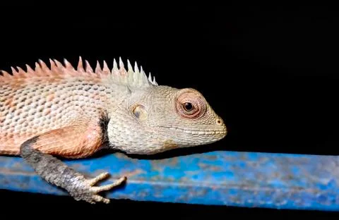 INDIAN AGAMA Foto stock