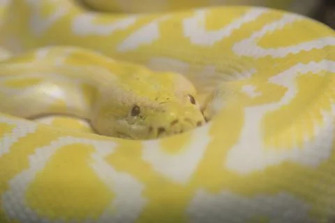 Indian albino molur molurus python in terrarium 스톡 사진