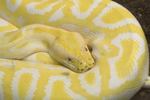 Indian albino molur molurus python in terrarium 스톡 사진