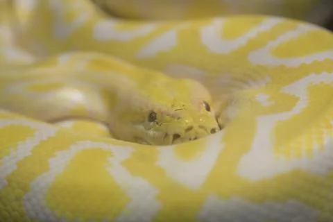 Indian albino molur molurus python in terrarium Photos