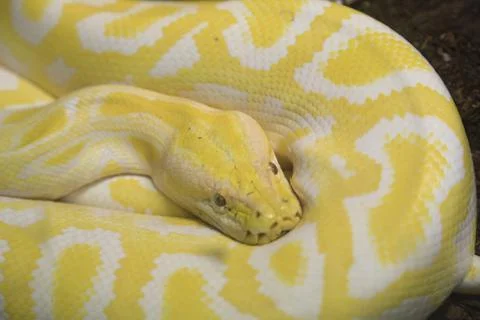 Indian albino molur molurus python in terrarium 스톡 사진