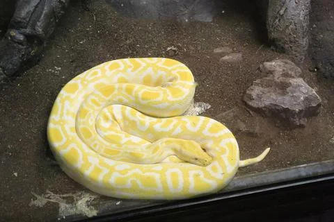 Indian albino molur molurus python in terrarium Foto stock