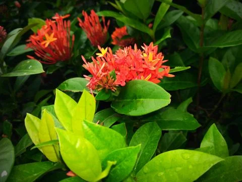 Indian Ashok tree flower Stock Photos