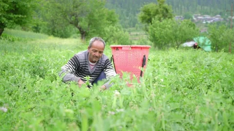 Indian Asian elderly man picking up or collecting vegetables on farming field Stock Footage 154511199