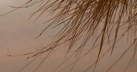 Indian Ayurvedic Leaf Stock Footage 335670950