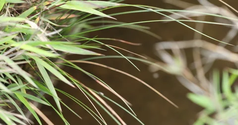 Indian Ayurvedic Leaf Stock Footage 335675587