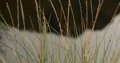 Indian Ayurvedic Leaf Video stock 335675857