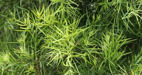 Indian Ayurvedic Leaf 스톡 동영상 335691010