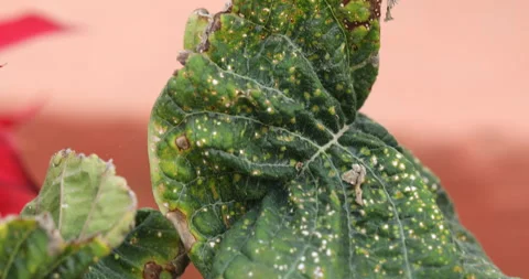 Indian Ayurvedic Leaf Vidéo 335691606