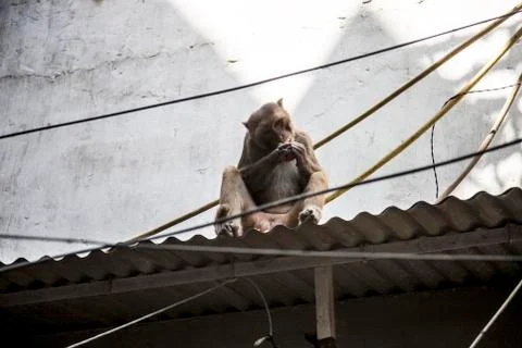 Indian baboon Foto stock