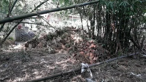 Indian Bamboo Stock Footage 125926412