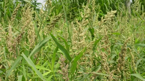 Indian barnyard millet Stock-Footage 342277031