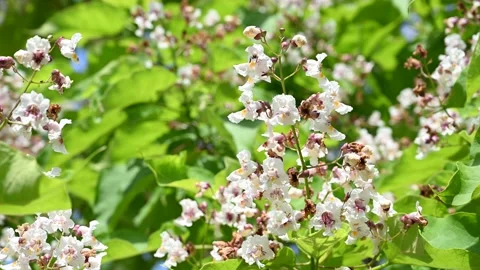 Indian bean tree. Flowers, branches and leaves of tree in park. Stock Footage 155716802