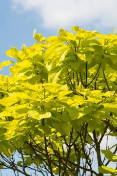 Indian bean tree Stock Photos