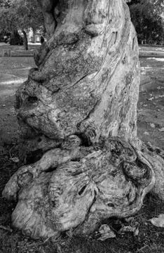 Indian Bean Tree Stock Photos