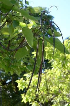 Indian Bean Tree Stock Photos