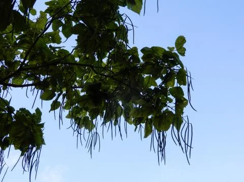 Indian beans Stock Photos