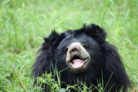 Indian bear is looking at the camera Stock Photos