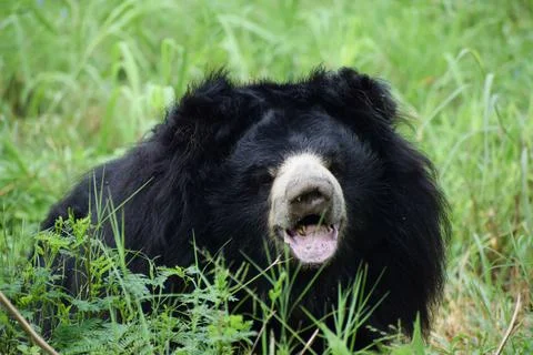 Indian bear is looking at the camera Stock Photos