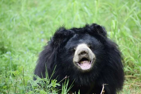 Indian bear is looking at the camera Stock Photos