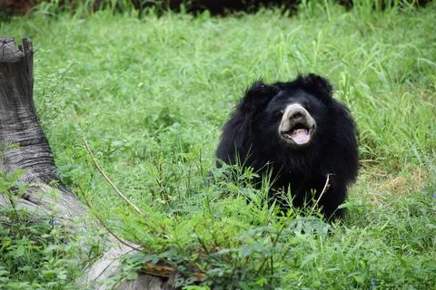 Indian bear is looking at the camera Stock Photos