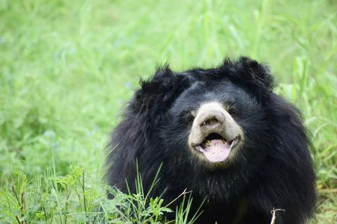 Indian bear is looking at the camera Stock Photos