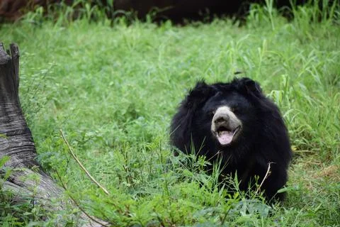 Indian bear is looking at the camera Stock Photos